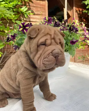 Shar-Pei fiú kölyök költözne - kép 3