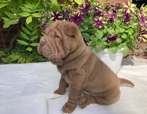 Shar-Pei fiú kölyök költözne - kép 2