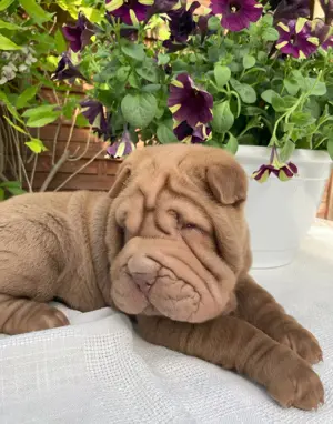 Shar-Pei fiú kölyök költözne - kép 4