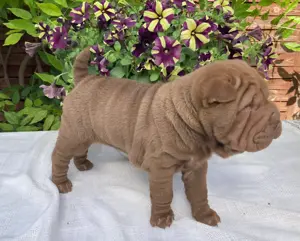 Shar-Pei fiú kölyök költözne - kép 5
