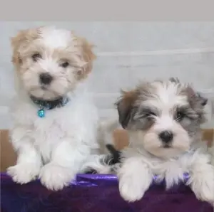 Havanese jellegű kiskutyák eladók 