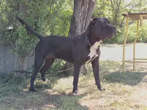Amerikai staffordshire kan fedeztetést vállal 