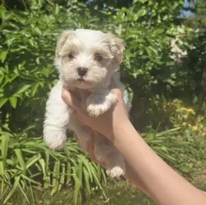 Különleges Bichon Havanese kiskutyák - kép 3
