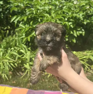 Különleges Bichon Havanese kiskutyák - kép 2
