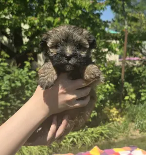 Különleges Bichon Havanese kiskutyák