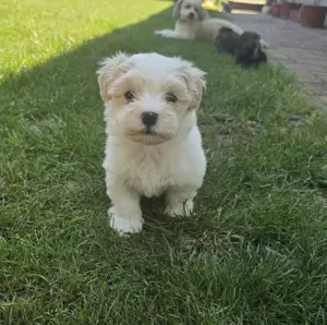 Különleges Bichon Havanese kiskutyák - kép 4
