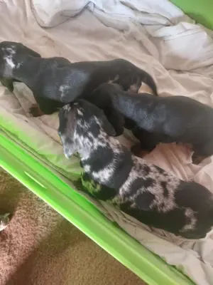 Fajtiszta tacskó kiskutyák eladók