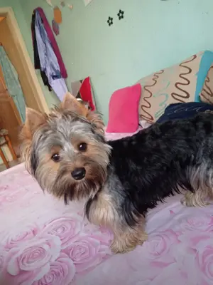 Yorkshire terrier kan fedez  - kép 2