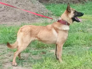 Malinois ,belga juhász,mali