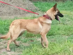 Malinois ,belga juhász,mali - kép 2