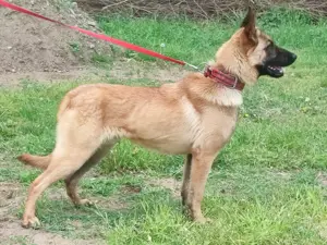 Malinois ,belga juhász,mali - kép 5