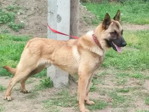 Malinois ,belga juhász,mali - kép 8