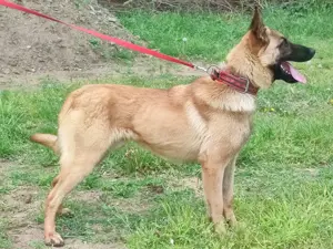 Malinois ,belga juhász,mali - kép 6