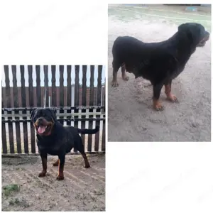Rottweiler kölykök gazdit keresnek 