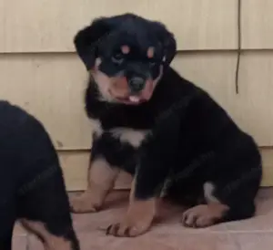 Rottweiler kölykök gazdit keresnek  - kép 5