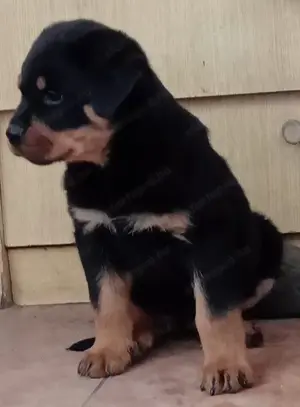 Rottweiler kölykök gazdit keresnek  - kép 4