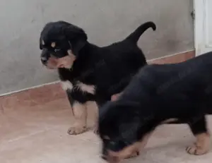 Rottweiler kölykök gazdit keresnek  - kép 3
