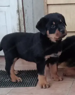 Rottweiler kölykök gazdit keresnek  - kép 2