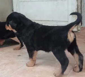 Rottweiler kölykök gazdit keresnek  - kép 6