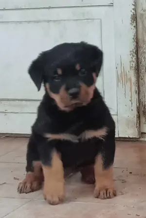 Rottweiler kölykök gazdit keresnek  - kép 8