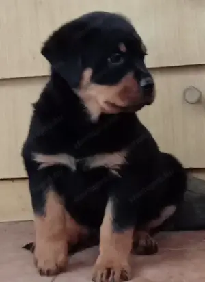 Rottweiler kölykök gazdit keresnek  - kép 7