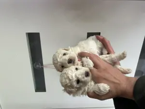 Bichon Bolognese