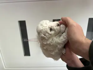 Bichon Bolognese - kép 4