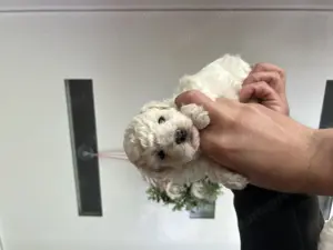 Bichon Bolognese - kép 3