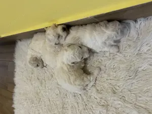 Bichon Bolognese - kép 7