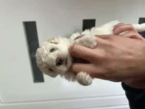 Bichon Bolognese - kép 2