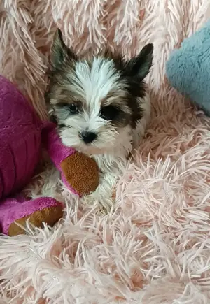 Yorkshire terrier yorki White Ocean Pearl  - kép 3