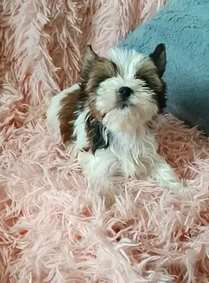 Yorkshire terrier yorki White Ocean Pearl 