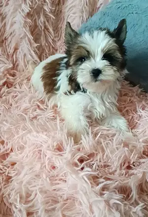 Yorkshire terrier yorki White Ocean Pearl  - kép 2