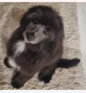 Cockapoo kan kiskutya ingyen elvihető 