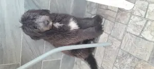 Cockapoo kan kiskutya ingyen elvihető  - kép 2