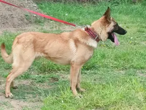 Malinois ,belga juhász,mali - kép 3