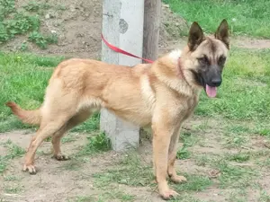 Malinois ,belga juhász,mali - kép 9