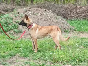 Malinois ,belga juhász,mali - kép 7
