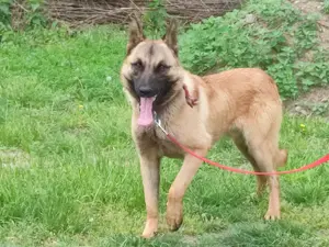 Malinois ,belga juhász,mali - kép 10