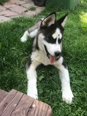 4 hónapos Husky eladó!