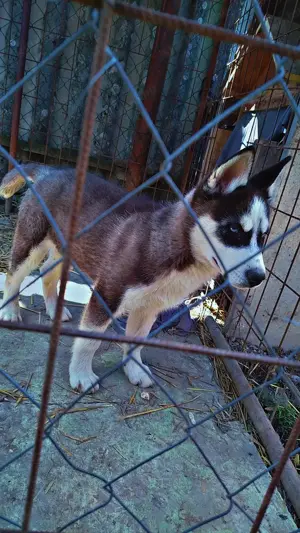 4 hónapos Husky eladó! - kép 3