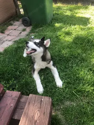 4 hónapos Husky eladó! - kép 2