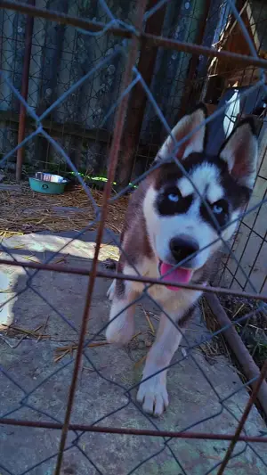 4 hónapos Husky eladó! - kép 4