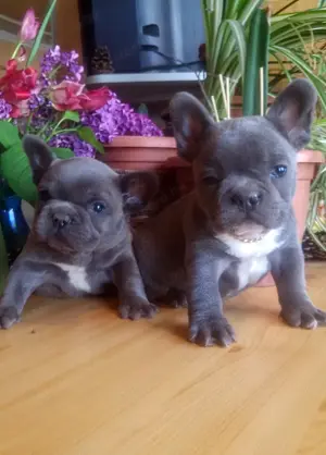 Francia bulldog, kék színű kiskutyák - kép 3
