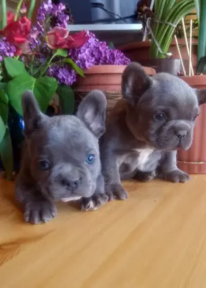 Francia bulldog, kék színű kiskutyák - kép 4
