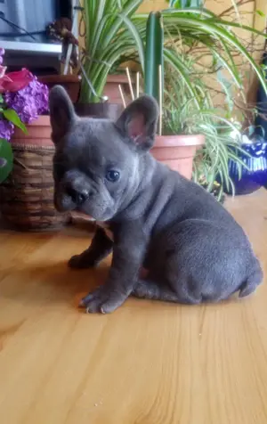 Francia bulldog, kék színű kiskutyák - kép 2