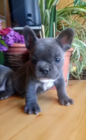 Francia bulldog, kék színű kiskutyák - kép 7