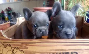 Francia bulldog, kék színű kiskutyák - kép 9