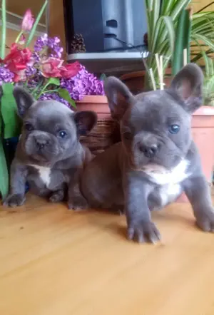 Francia bulldog, kék színű kiskutyák - kép 8