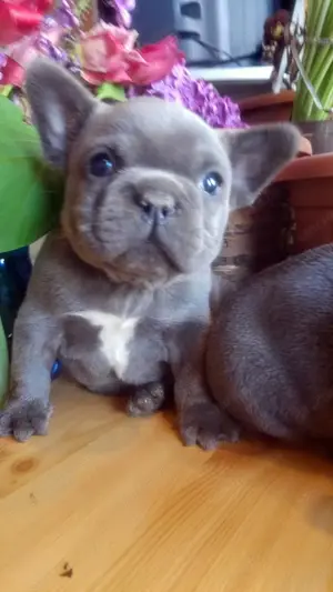 Francia bulldog, kék színű kiskutyák - kép 5